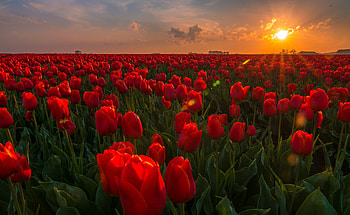 Sunset Field, Tulips, Plantation, Netherlands, Sunset, Field HD wallpaper