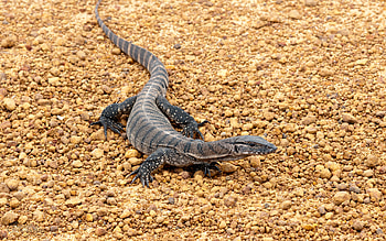 Monitor lizard, High-definition , Distinctive reptile, backgrounds HD wallpaper