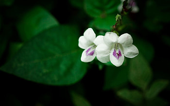 Flowers, Greens, Small, Two HD wallpaper