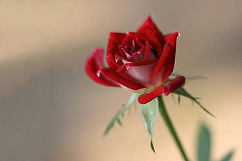 Red rose, flowers, roses HD wallpaper