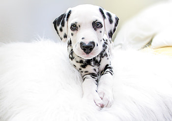 Waiting, white, paw, caine, dog, black, dalmatian HD wallpaper