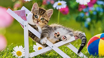 Adorable summer kittens, Playful feline companions, Sunny days, Cuteness overload HD wallpaper