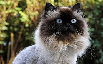 Birman muzzle domestic, Cute animals cats, Cat pets Birman HD wallpaper