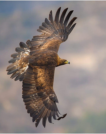 eagle, sky HD phone wallpaper
