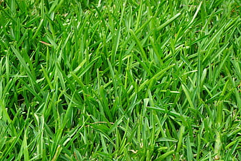 Lush green grass texture graphed close-up, showcasing natural beauty. HD wallpaper