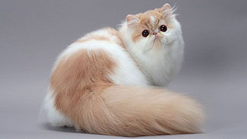 White Brown Fur Tail Cat Cute Cat HD wallpaper