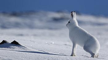Arctic hare, , Wildlife graphy, Nature's wonders HD wallpaper