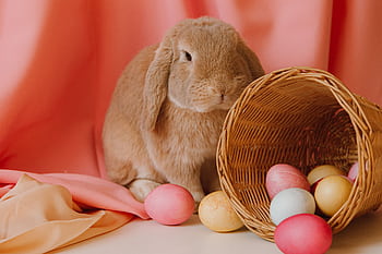 Cute brown bunny with colorful Easter eggs in a basket on a pastel backdrop, perfect for holiday themes. HD wallpaper