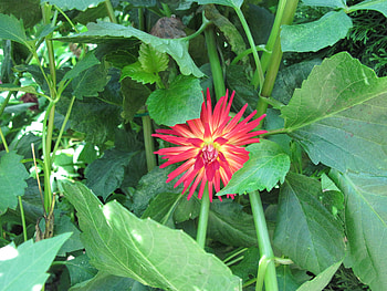 A fantastic day at Edmonton garden 34, graphy, green, red, Flowers, Dahlia HD wallpaper