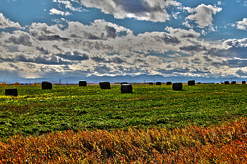 R Hay Field, hay field, r, hay barrells, calgary hay field HD wallpaper