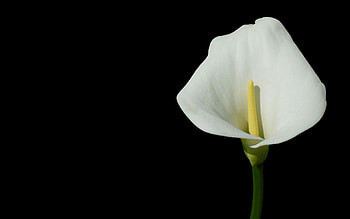 Flower, Macro HD wallpaper