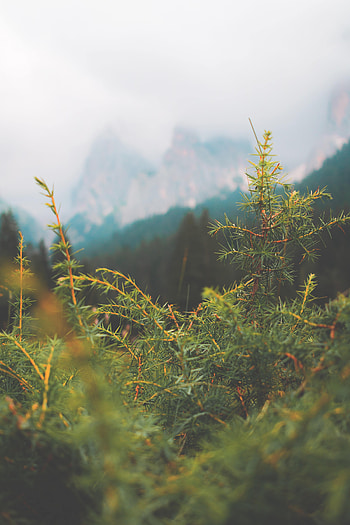 Nature, Needle, Macro, Fir HD phone wallpaper