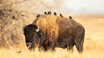 American bison , High-resolution bison backgrounds, Stunning buffalo ry, Captivating bison HD wallpaper