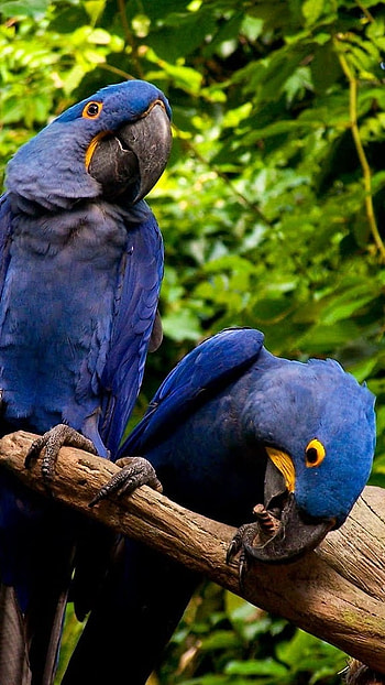 Glaucous, Blue Parrot HD phone wallpaper
