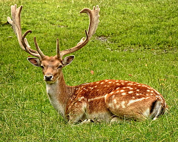 A fallow deer with antlers resting peacefully in a lush green meadow. HD wallpaper