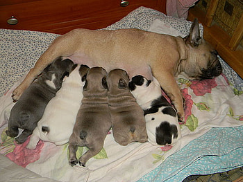 french bulldog mommy and puppies, mother and baby, pets, nursing, dogs, puppies, french bulldog HD wallpaper