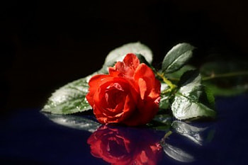 A rose for you, rose, red rose, reflection, flower HD wallpaper