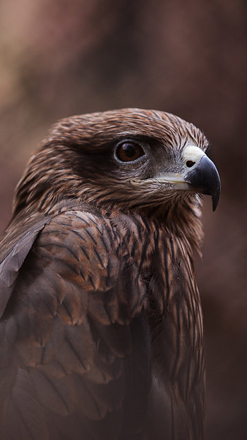 Bird of prey, Hawk , Xperia HD phone wallpaper