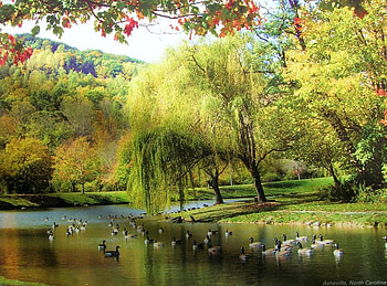 late summer in North Carolina, river, summer, landscape, north carolina, beautiful, late, willow, serene HD wallpaper