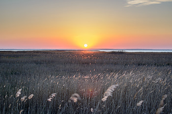 Wheat Field , field, nature HD wallpaper