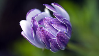 African Daisy, african, purple, daisy, petals, nature, flowers HD wallpaper