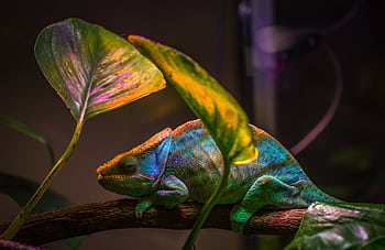 A colorful chameleon resting on a branch surrounded by lush leaves. HD wallpaper