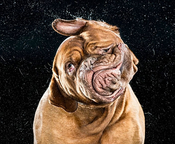 Shake dog, dog, fun, cool, pet, dougue HD wallpaper