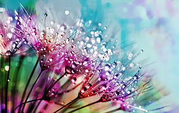 Colorful close-up of dandelion flowers with dewdrops highlighting their intricate beauty. HD wallpaper