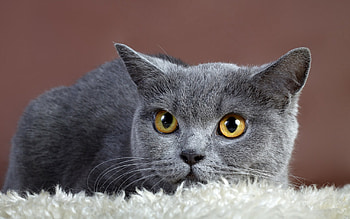 Russin blue, animal, kitten, russian blue, cat, feline, breed HD wallpaper