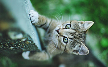 Animals, Kitty, Kitten, Muzzle, Climb, Paw HD wallpaper