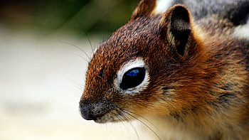 Chipmunk, Animals HD wallpaper