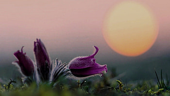 Sunset, beautiful, sun, flower HD wallpaper