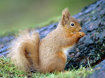 Animals, Squirrel, Rodents HD wallpaper