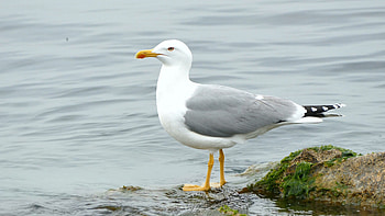Seagull, Standing, Animal, Bird HD wallpaper