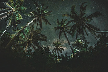 Nature, Trees, Palms, Starry Sky HD wallpaper