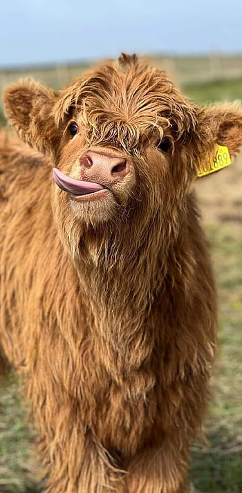 CHEEKY HIGHLANDER COW HD phone wallpaper