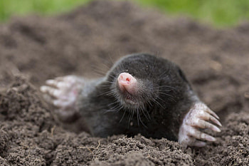 Mole, Animal , Michelle Tremblay, Posted by HD wallpaper