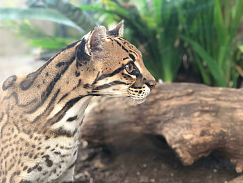 The Dallas World Aquarium, Ocelots HD wallpaper