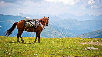 Animals, Mountains, Horse, Saddle HD wallpaper