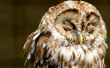 Animals, Owl, Bird, Muzzle, Predator, Sleep, Dream HD wallpaper