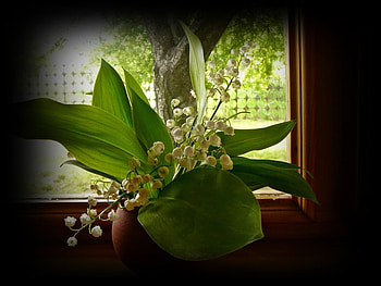 lilly of the valley, still life, decoration, bouquet HD wallpaper