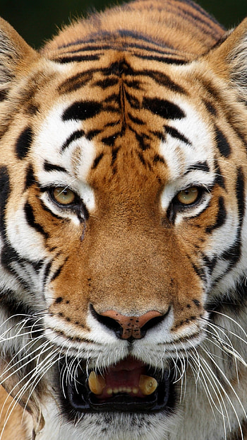Tiger , Animal, Background HD phone wallpaper