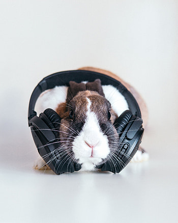 Music, Heads, Rabbit, Audio HD phone wallpaper