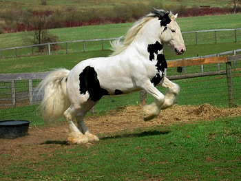 Patches, horse, shire horse, field HD wallpaper