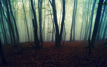 Foggy forest mystique, Dreamlike ambiance, Nature's ethereal beauty, Enigmatic tranquility HD wallpaper
