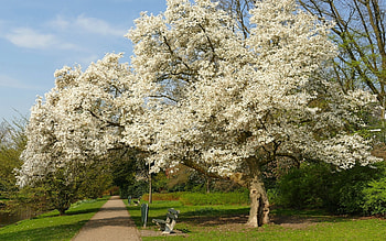 Spring in Park, path, benches, trees, spring, blooms, park HD wallpaper