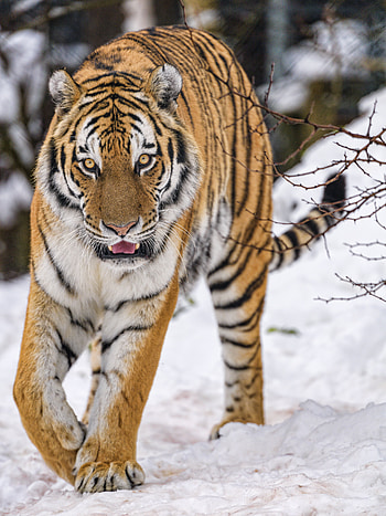 Animals, Snow, Predator, Big Cat, Wildlife, Tiger, Animal HD phone wallpaper