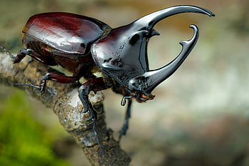 Beetle, Rhinoceros beetle , Animal, HQ HD wallpaper