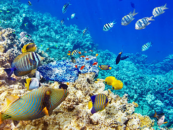 Underwater world, Ocean coral reef, Tropical fishes HD wallpaper