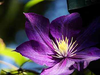 Flowers, Flower, Petals, Bud, Clematis HD wallpaper
